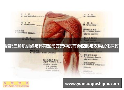 肩部三角肌训练与体育塑形方案中的节奏控制与效果优化探讨