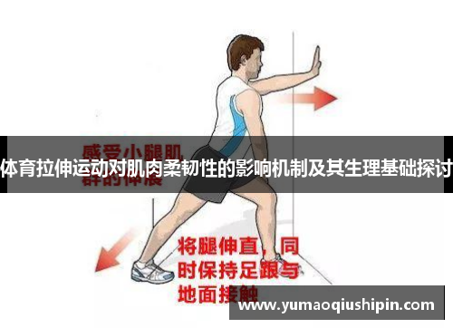 体育拉伸运动对肌肉柔韧性的影响机制及其生理基础探讨