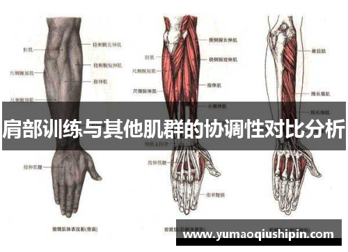 肩部训练与其他肌群的协调性对比分析