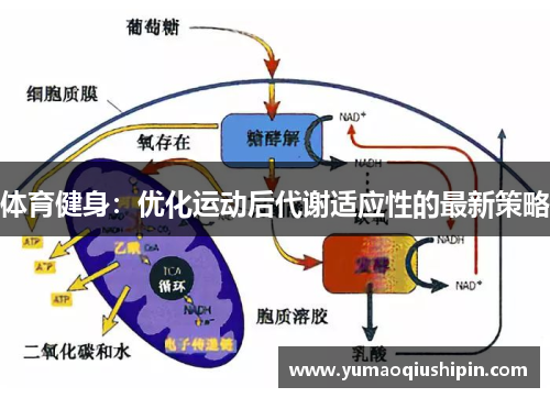 体育健身：优化运动后代谢适应性的最新策略